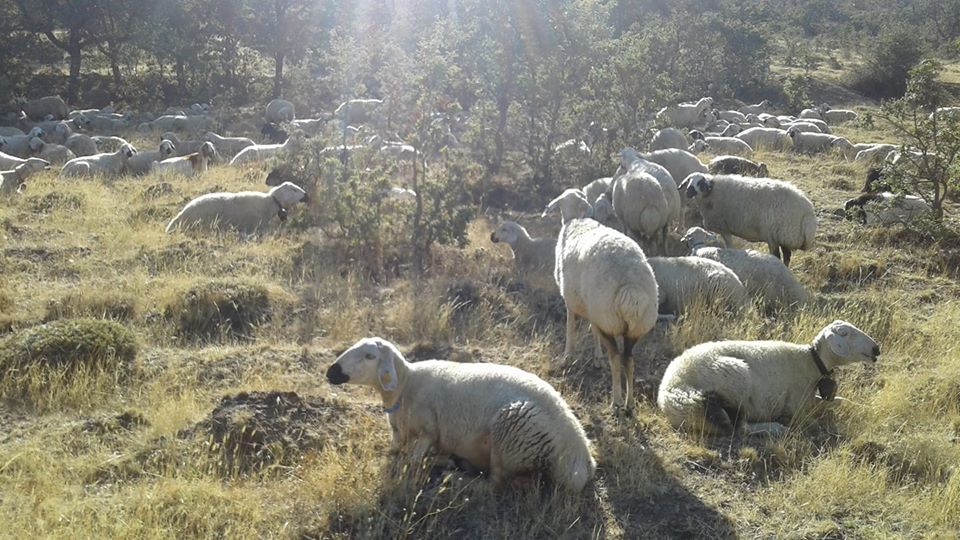 TEKİN YAKUT MUSA YAKUT HAYVANCILIK Kırıkkalede Küçükbaş Kurbanlık Satanlar