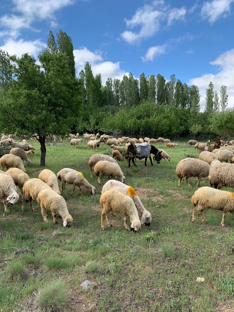 HACIBEKTAŞ ADAK KURBAN  0535 889 93 87 HACIBEKTAŞTA KURBANLIK 