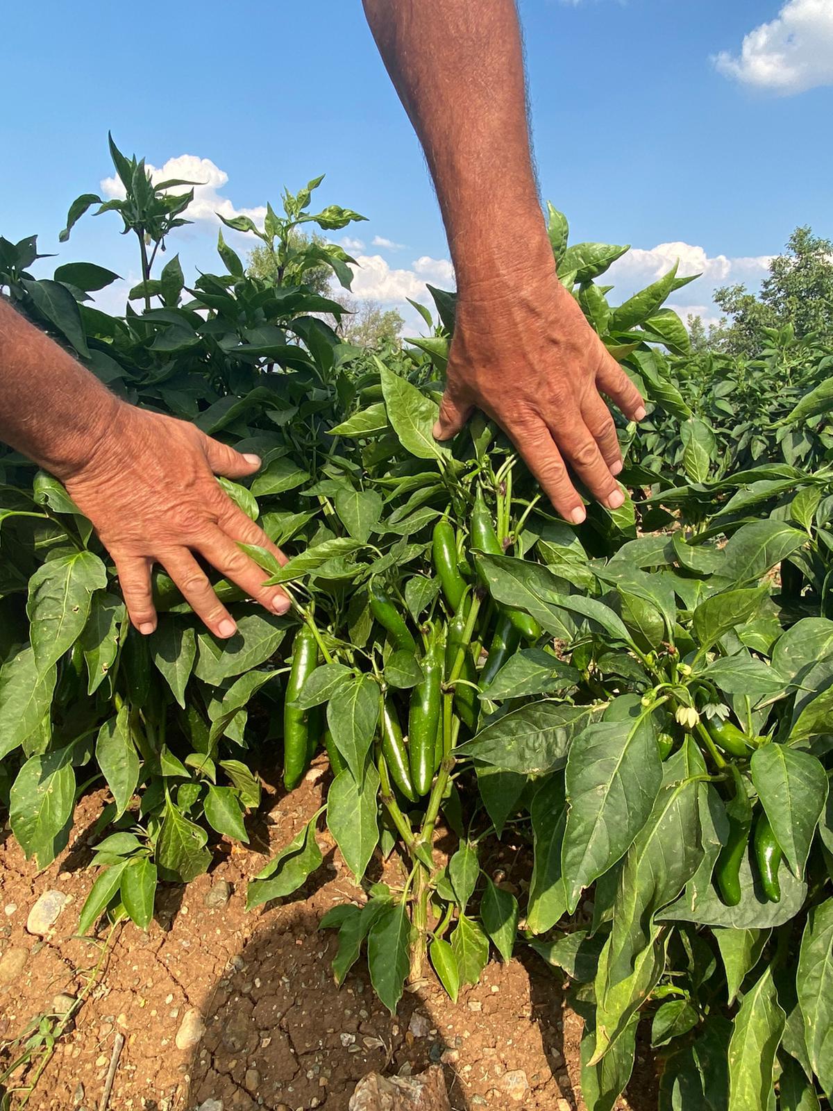 MERKEZ FİDE FİDAN 0507 123 58 94