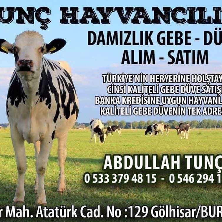 Tunç Hayvancılık Gebe Düve Satışı Burdurda Gebe Düve