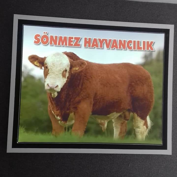 KARS SÖNMEZ HAYVANCILIK Karsta Canlı Hayvan Satışı